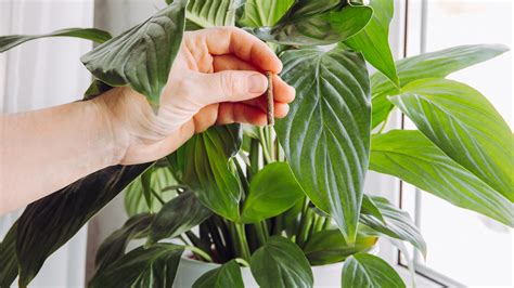 How Fertilizer Spikes Work And When You Should Use Them.